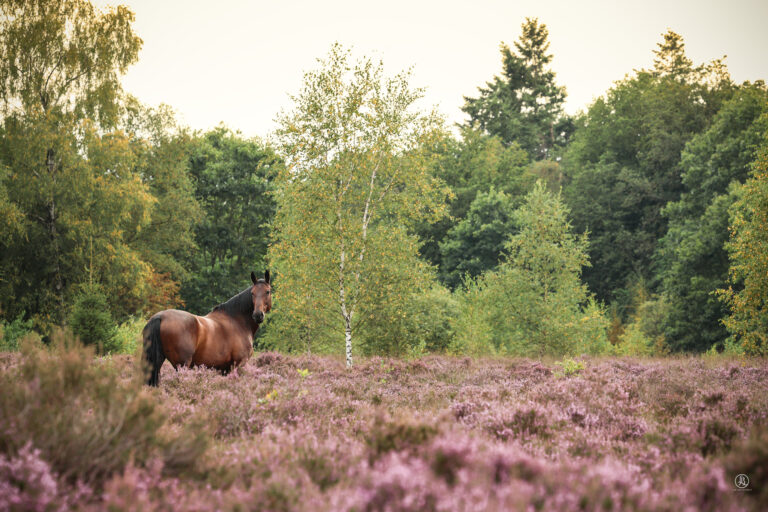 Liane Bron Fotografie -8124web